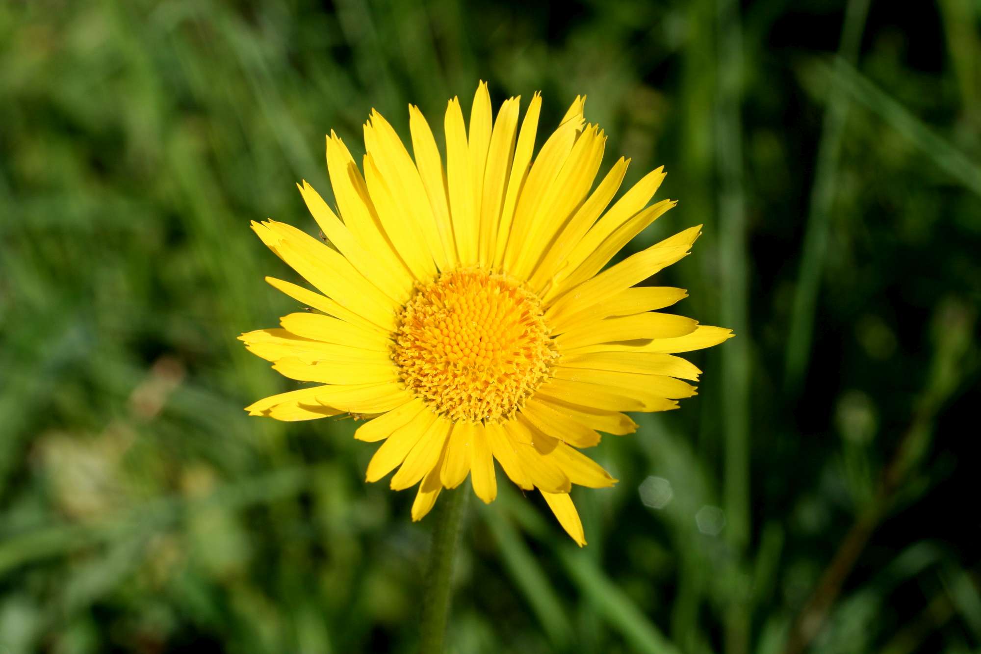 Da identificare 5 .- Doronicum sp